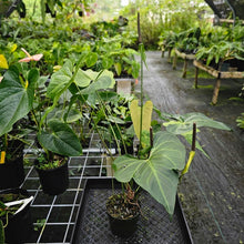 Load image into Gallery viewer, Anthurium Macrolobium, Exact Plant XXL flowering
