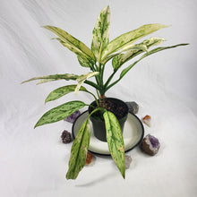 Load image into Gallery viewer, Aglaonema Ice Queen, Silver Queen, Exact Plant Variegated
