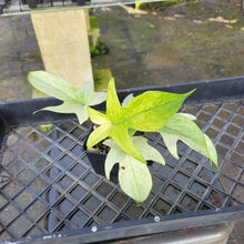 Load image into Gallery viewer, Philodendron Florida Ghost, Exact Plant Ships Nationwide
