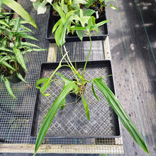 Load image into Gallery viewer, Philodendron Holtonianum, Exact Plant Ships Nationwide
