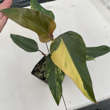 Load image into Gallery viewer, Philodendron Strawberry Shake Variegated exact plant, Fedex 2day*

