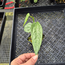 Load image into Gallery viewer, Anthurium Sp. Limon, Exact Plant Ships Nationwide
