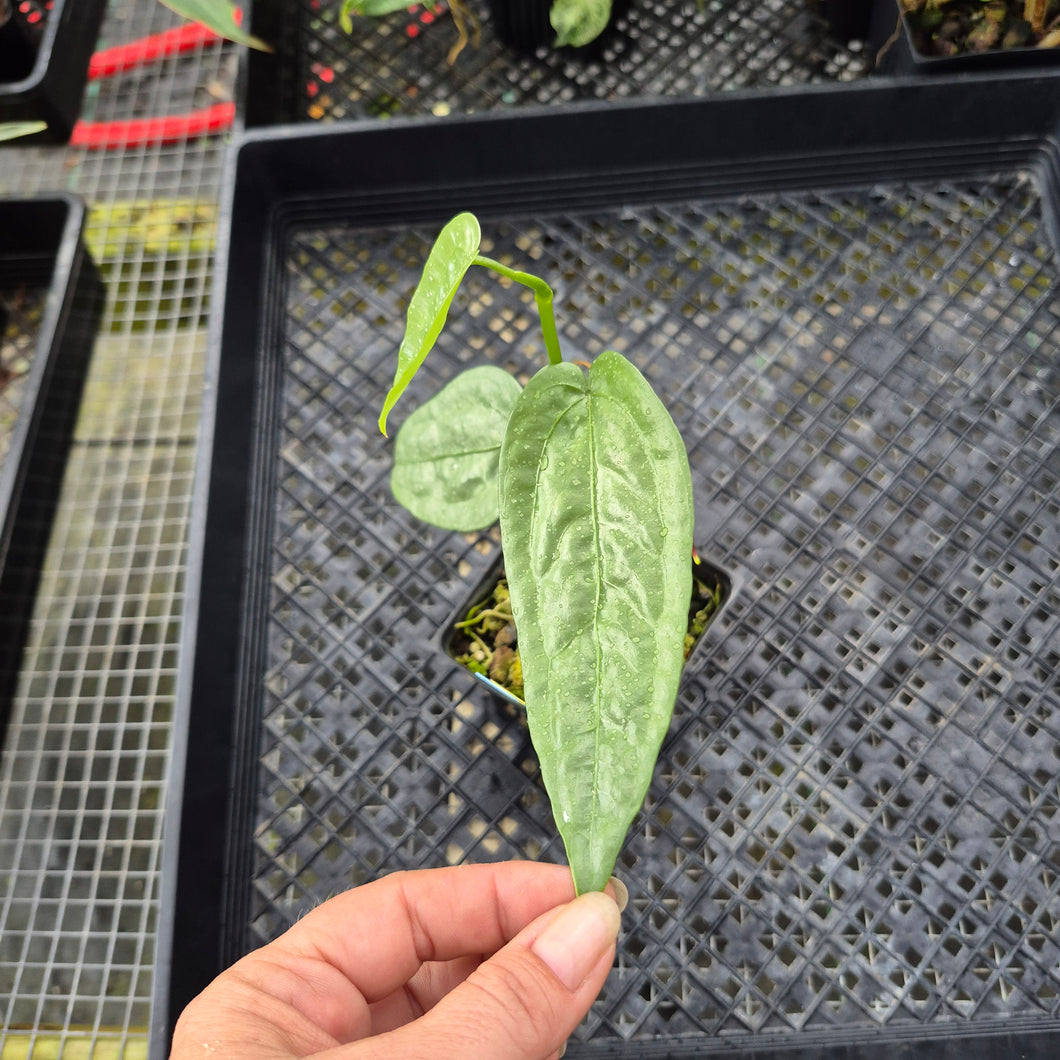 Anthurium Sp. Limon, Exact Plant Ships Nationwide