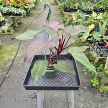 Load image into Gallery viewer, Philodendron Orange Princess Variegated exact plant, Fedex 2day*
