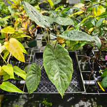 Load image into Gallery viewer, Alocasia Wentii, Exact Plant Variegated Large
