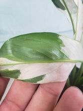 Load image into Gallery viewer, Jessica &#39;peace Lily&#39;, Exact Plant, variegated Spathiphyllum
