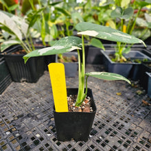 Load image into Gallery viewer, Syngonium Chiapense, Exact Plant Variegated 2&#39;&#39; pot Ships Nationwide
