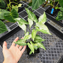 Load image into Gallery viewer, Syngonium Three Kings Magic Marble, Exact Plant Variegated Triple planr Ships Nationwide
