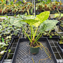 Load image into Gallery viewer, Philodendron Giganteum Blizzard Variegated exact plant, Fedex 2day*
