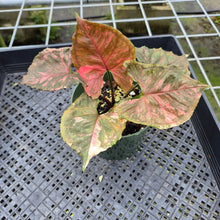Load image into Gallery viewer, Syngonium Strawberry Ice Variegated exact plant, Fedex 2day*
