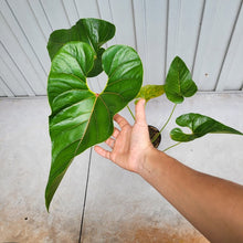 Load image into Gallery viewer, Anthurium Decipiens, Exact Plant XXL
