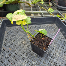 Load image into Gallery viewer, Syngonium Mango Allusion, Orm Thong, Exact Plant Variegated Ships Nationwide
