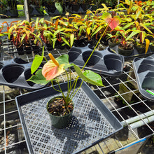 Load image into Gallery viewer, Anthurium Speckled Butterfly Shibori AFF, Exact Plant Variegated Ship Nationwide
