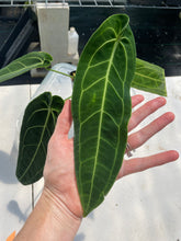 Load image into Gallery viewer, Anthurium Warocqueanum, Queen exact plant, Fedex 2day*
