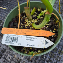 Load image into Gallery viewer, Philodendron Radiatum Aurea Variegated exact plant, Fedex 2day*
