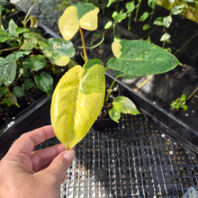 Load image into Gallery viewer, Philodendron Burle Marx, Exact Plant Variegated Ships Nationwide
