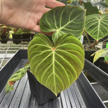 Load image into Gallery viewer, Philodendron Verrucosum Amazon Sunset exact plant, Fedex 2day*
