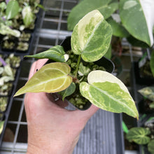 Load image into Gallery viewer, Anthurium Crystallinum Variegated exact plant, Fedex 2day*

