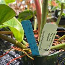 Load image into Gallery viewer, Philodendron Jungle Fever Mint, Exact Plant Variegated Ships Nationwide

