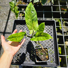 Load image into Gallery viewer, Philodendron Subhastatum, Exact Plant Variegated
