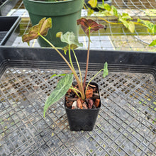 Load image into Gallery viewer, Alocasia Longiloba Black Satun Stardust Variegated, Exact Plant Ships Nationwide
