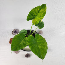 Load image into Gallery viewer, Alocasia Gageana Aurea, Exact Plant Variegated
