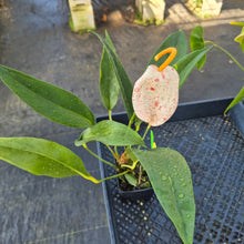 Load image into Gallery viewer, Anthurium Scherzerianum &quot;Pig Tail&quot;, Exact Plant Ships Nationwide
