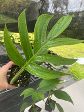 Load image into Gallery viewer, Rhaphidophora Decursiva 4" pot, ships nationwide
