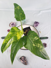 Load image into Gallery viewer, Philodendron Domesticum, Exact Plant Variegated
