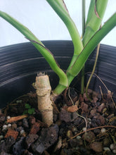 Load image into Gallery viewer, Monstera Sierrana Hawaii Clone, Exact Plant
