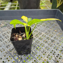 Load image into Gallery viewer, Monstera Siltepecana, Exact Plant Variegated Ships Nationwide
