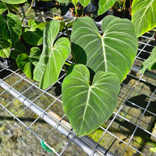 Load image into Gallery viewer, Philodendron Gloriosum, Pink Veined Back, Exact Plant 5&#39;&#39; pot
