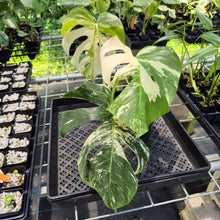 Load image into Gallery viewer, Monstera Borsigiana Albo Deliciosa Variegated exact plant, Fedex 2day*
