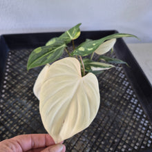 Load image into Gallery viewer, Philodendron Gloriosum variegated type 2 "Double", exact plant, Fedex 2day*
