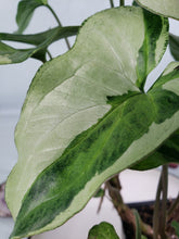 Load image into Gallery viewer, Three Kings Magic marble, exact pl, doubl. pl., var. Syngonium, ships nationwide
