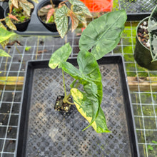 Load image into Gallery viewer, Alocasia Macrorrhiza Schock Treatment, Exact Plant Variegated Ships Nationwide
