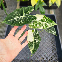 Load image into Gallery viewer, Alocasia Frydek, Exact Plant Variegated Ships Nationwide
