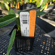 Load image into Gallery viewer, Anthurium Warocqueanum, Queen, Exact Plant Ships Nationwide
