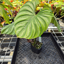 Load image into Gallery viewer, Philodendron Plowmanii, Exact Plant Ships Nationwide
