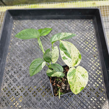 Load image into Gallery viewer, Epipremnum Pinnatum Marble, Exact Plant Variegated Ships Nationwide
