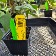 Load image into Gallery viewer, Rhaphidophora Tetrasperma Albo, Exact Plant Variegated Ships Nationwide
