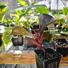 Load image into Gallery viewer, Philodendron Red Heart, Exact Plant Ships Nationwide
