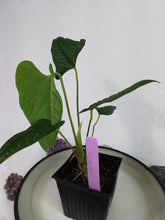 Load image into Gallery viewer, Anthurium Lappoanum, Exact Plant
