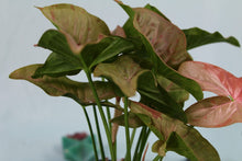 Load image into Gallery viewer, Variegated Syngonium Pink Spot double plant, exact plant, ships nationwide
