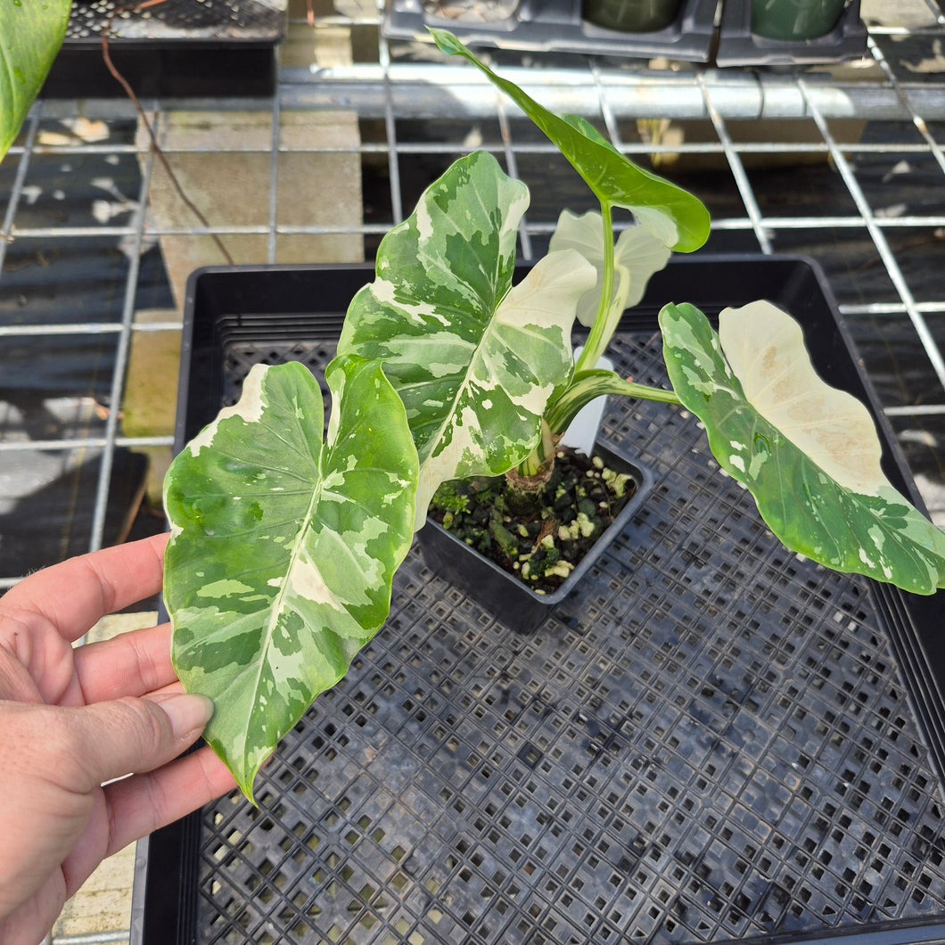 Alocasia Odora, Okinawa Silver, Exact Plant Variegated Ships Nationwide