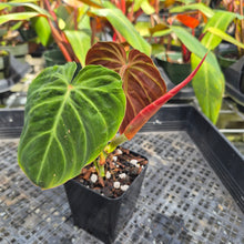 Load image into Gallery viewer, Philodendron Verrucosum Amazon Sunset, Exact Plant Ships Nationwide
