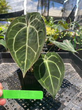 Load image into Gallery viewer, Anthurium &quot;Michelle x Zara&quot; x Noid Hybrid, Exact Plant Ships Nationwide
