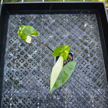 Load image into Gallery viewer, Alocasia Macrorhizza Black Stem, Exact Plant Variegated
