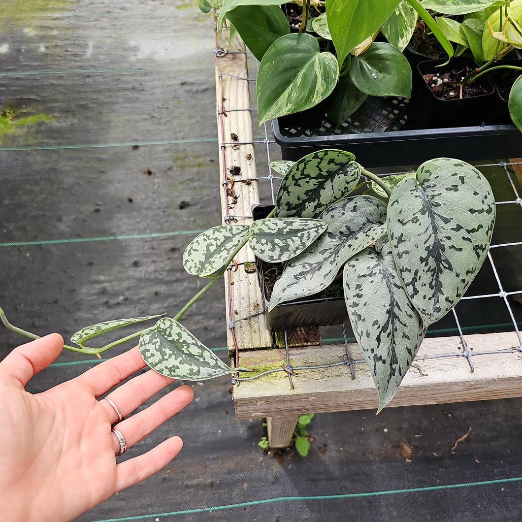Scindapsus Silver Lady, Exact Plant Ships Nationwide