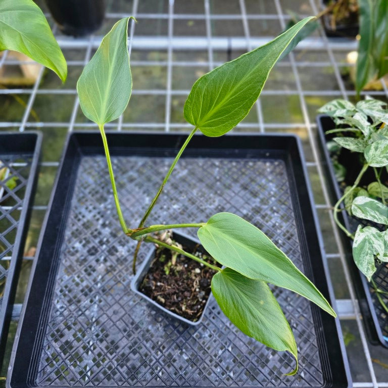 Monstera Burle Marx Flame, Exact Plant